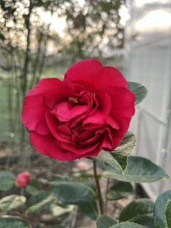 Camellia japonica x reticulata