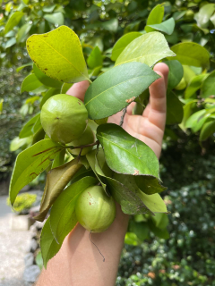 Camellia japonica "obroplodá"