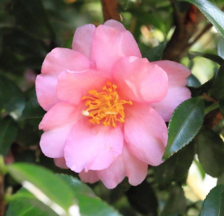 Camellia hiemalis (=sasanqua)