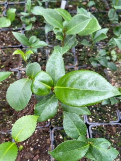 Camellia japonica "dlouhoplodá"