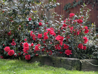 Camellia japonica, semenáče sytých kultivarů