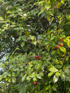 Camellia japonica