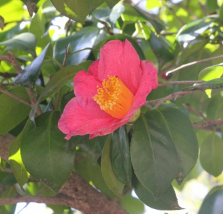 Camellia rusticana 