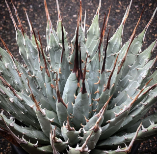 Agave utahensis var. nevadensis