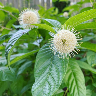 Hlavoš západní - Cephalanthus occidentalis