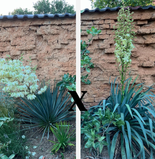 Yucca 'Azure Dragon' 