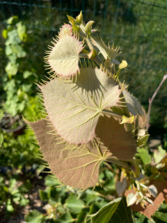 Lípa Henryho - Tilia henryana (roubovaná)