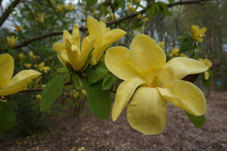 Magnolia "Daphne" (roubovaná)