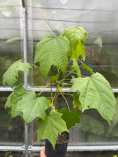 Alangium platanifolium var. macrophyllum, 40/50 cm