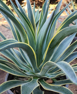 Agave desmettiana Variegata