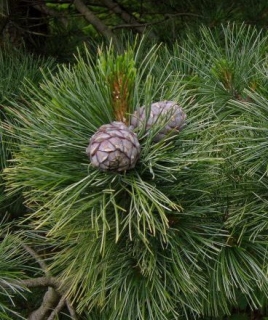 Borovice limba, "oříšková borovice" - Pinus cembra 