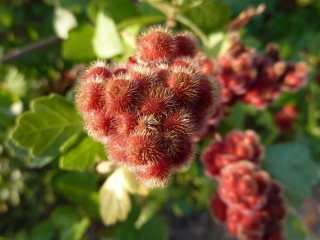 Škumpa vonná, limonádová - Rhus aromatica, "Lemon sumach"