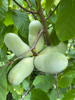 Muďoul trojlaločný - Asimina triloba, 8 strat. semen odrůdy Susquehanna