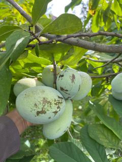 Muďoul trojlaločný - Asimina triloba, 8 strat. semen odrůdy NC-1