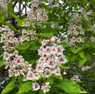 Katalpa trubačovitá - Catalpa bignonioides 