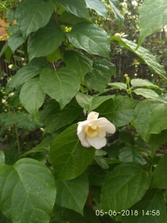 Sazaník čínský - Sinocalycanthus chinensis