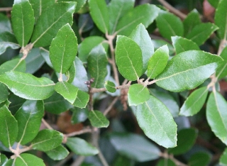 Dub jamovcolistý (stálezelený) - Quercus phillyreoides, 30/40 cm