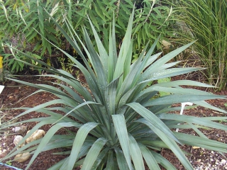 Yucca recurvifolia 25/30 cm
