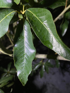 Dub bambusový (stálezelený) - Quercus myrsinifolia, 30/40 cm
