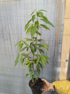 Dub bambusový (stálezelený) - Quercus myrsinifolia, 50/70 cm