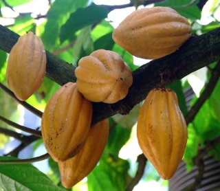Kakaovník pravý "Forastero" - Theobroma cacao 
