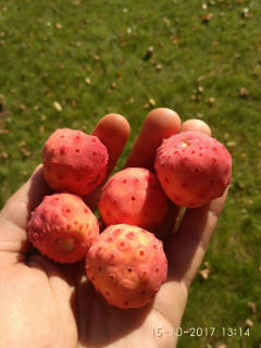 Dřín japonský - Cornus kousa var. kousa, semenáče z plodových odrůd