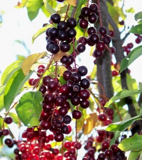 Střemcha viržinská - Prunus virginiana, Chokecherry