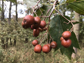 Jeřáb břek - Sorbus torminalis