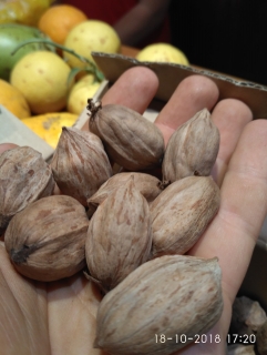 Ořechovec hikan, semenáč odrůdy Burton - Carya laciniosa x illinoensis