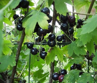 Meruzalka zlatá - plodová - Ribes aureum