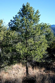 Borovice jedlá  - Pinus edulis