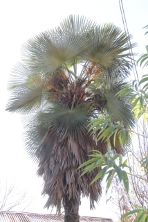 Trachycarpus ukhrulensis (odolnější populace z Himálaje) tříleté