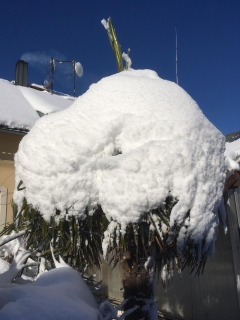 Trachycarpus fortunei, "Mrchojedy", tříleté