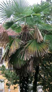 Trachycarpus fortunei, "Plovdiv"