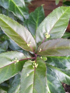 Helvingie čínská širokolistá - Helwingia chinensis (Broad-leaved form)