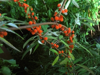"Jahodová kopřiva" - Debregeasia edulis (= E. orientalis) 