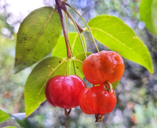 Pitanga - Eugenia uniflora 