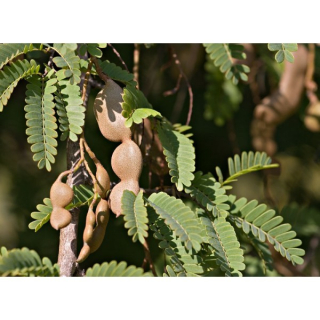 Tamarind indický - Tamarindus indica, 10 semen