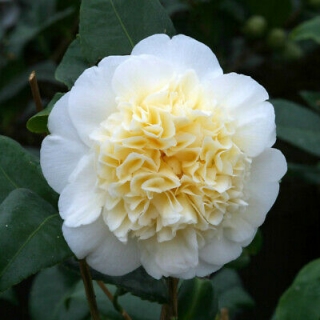 Kamélie japonská "Brushfield´s Yellow" - Camellia japonica