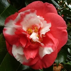 Kamélie japonská "Nagasaki" - Camellia japonica