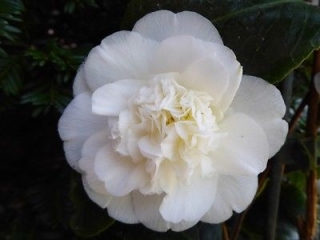 Kamélie japonská "Nobilissima" - Camellia japonica