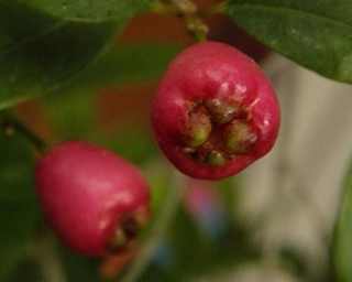 Martej myrtolistá - Eugenia myrtifolia