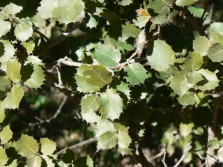 Dub okrouhlolistý - Quercus rotundifolia